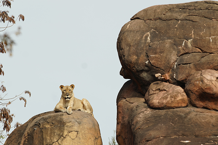 Kamari the lioness rests on the savannah at Harambe Wildlife Reserve Disney